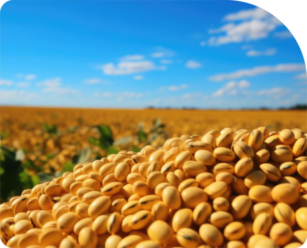 Comercialização agropecuária